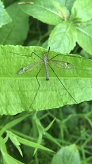 Tipula luna