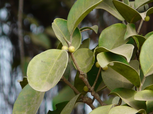 Ficus microcarpa iNat (3)