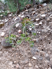 Euphorbia transtagana