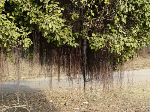 Ficus microcarpa