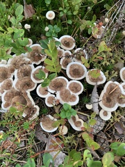 Phellodon tomentosus