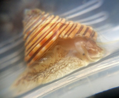 Calliostoma canaliculatum