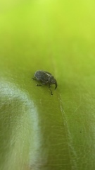 Ceutorhynchus obstrictus