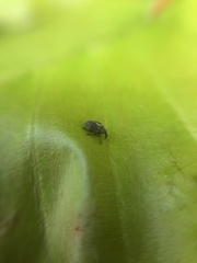 Ceutorhynchus obstrictus