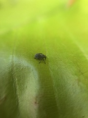 Ceutorhynchus obstrictus