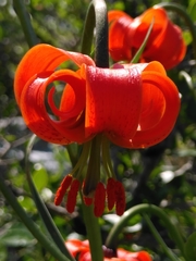 Lilium pomponium