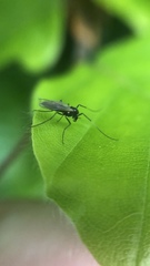 Chironomidae