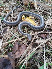 Thamnophis sirtalis semifasciatus