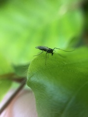 Chironomidae