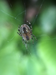 Araneus diadematus