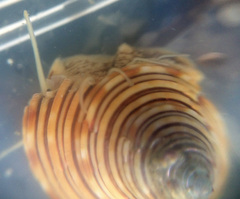 Calliostoma canaliculatum