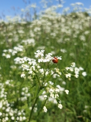 Coccinella septempunctata