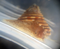 Calliostoma canaliculatum