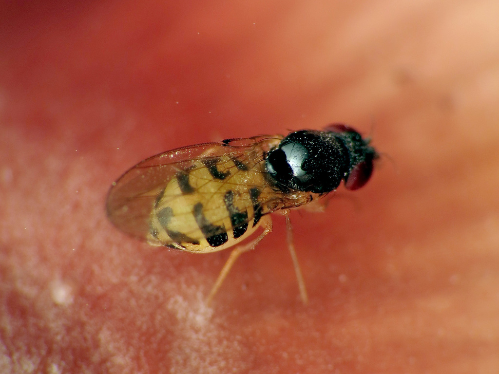 Mycodrosophila dimidiata