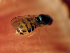Mycodrosophila dimidiata