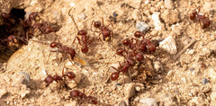 Pogonomyrmex occidentalis