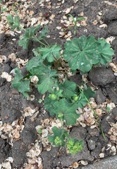 Alchemilla breviloba