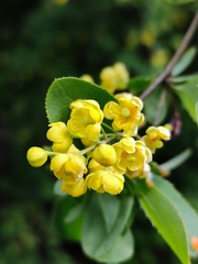 Berberis