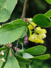 Berberis