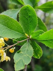 Berberis
