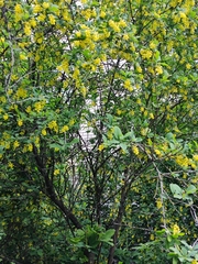 Berberis