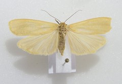 Eilema depressa