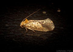 Azaleodes micronipha