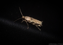 Erechthias zebrina