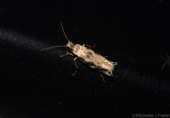 Erechthias zebrina