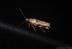 Erechthias zebrina