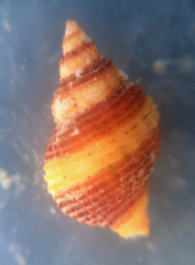 Ocenebrinae