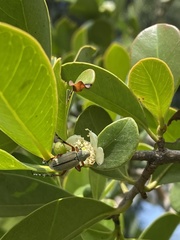 Macrodactylus mexicanus