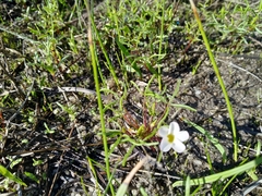 Oxalis pusilla