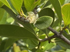 Macrodactylus mexicanus