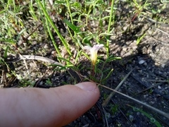 Oxalis pusilla