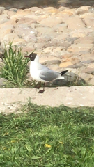 Chroicocephalus ridibundus