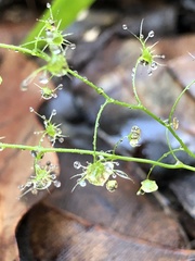 Drosera modesta