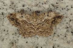 Psilalcis galsworthyi