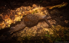 Stanisicarion aquila
