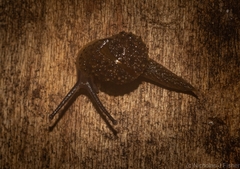 Stanisicarion aquila