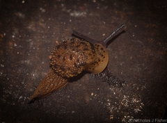 Stanisicarion aquila