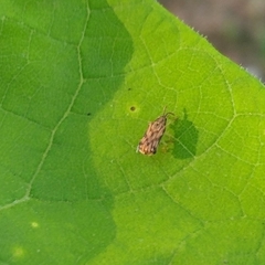 Sumitrosis inaequalis