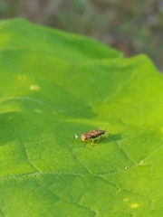 Sumitrosis inaequalis