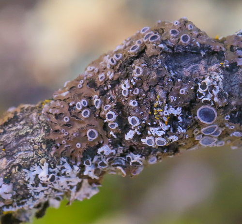 iNaturalist observation photo of rosette lichens, frost lichens, and allies