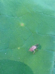 Sumitrosis inaequalis