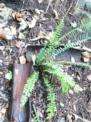 Blechnum australe