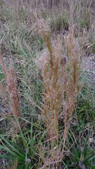 Schizachyrium microstachyum