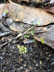 Drosera modesta
