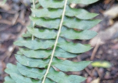 Blechnum australe