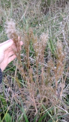 Schizachyrium microstachyum